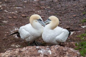 Northern Gannet pairs on Bonaventure Island near to Perce, Quebec, Gaspe, Canada. Bonaventure Island is home of one of the largest colonies of gannets in the world.