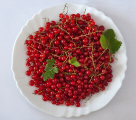 Red currant berries in a plate