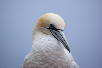 A Northern Gannet on Bonaventure Island, Perce, Gaspe, Quebec, Canada.
Bonaventure Island is home of one of the largest colonies of gannets in the world.

