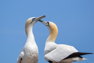 Northern Gannet pairs on Bonaventure Island near to Perce, Quebec, Gaspe, Canada. Bonaventure Island is home of one of the largest colonies of gannets in the world.