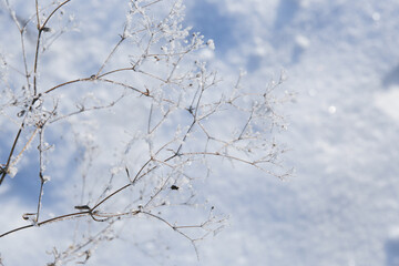Fototapeta na wymiar background tree frozen in ice