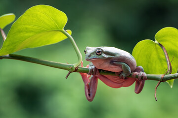 Australian white tree frog hanging on the plant