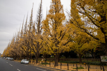 Obraz premium 神宮外苑 イチョウ並木