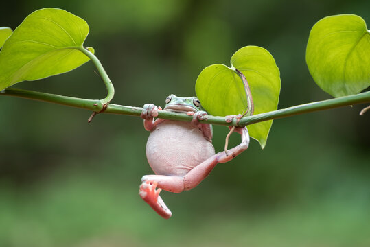 Australian white tree frog hanging on the plant