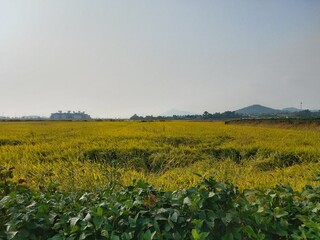 a yellow field of grain