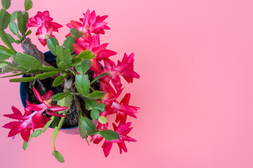Flowerpot with pink Schlumbergera flowers (Zygocactus) on a pink background with copy space
