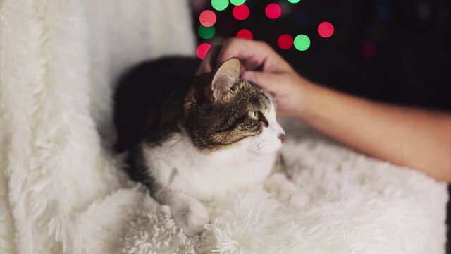 Christmas cat. animal and Christmas decorations. the owner strokes the cat