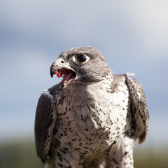 Gyrfalcon (Falco rusticolus), Alaska
