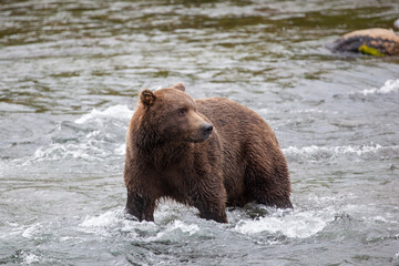 Brown bear (Ursus arctos horribilis) eating grass at Brooks Falls in Katmai National Park, Alaska