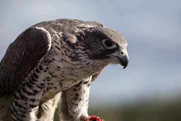 Gyrfalcon (Falco rusticolus), Alaska
