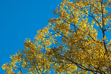 Yellow leaf on blue sky background, Alaska