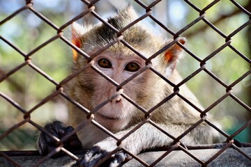 close up of a monkey in a cage