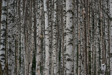 birch trunks in the winter forest filling the entire frame