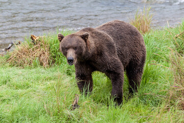 Obraz na płótnie Canvas Brown bear (Ursus arctos horribilis) eating grass at Brooks Falls in Katmai National Park, Alaska