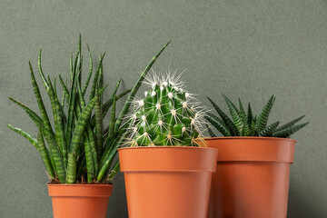 Home plants. Succulents and cactus in brown pots on a green background. Close-up, Front view
