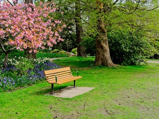 Fototapeta na wymiar Springtime blooms in Beacon Hill Park, downtown Victoria BC.