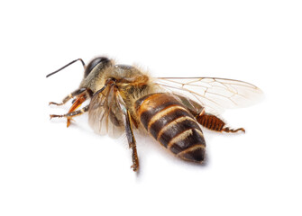 Honey bee isolate on white banner background, bee products by organic natural ingredients concept
