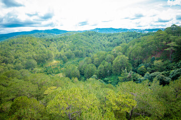 Pine forest at Da Lat city Viet Nam.