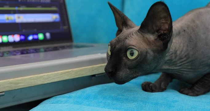 Grey cat sphinx looks into laptop display