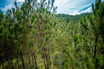 Pine forest at Da Lat city Viet Nam.