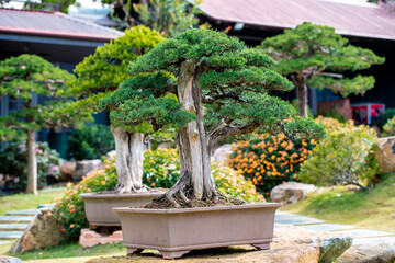 Spruce or Cedrus tree, Beautiful Bonsai Japanese style at Da Lat city, Viet Nam