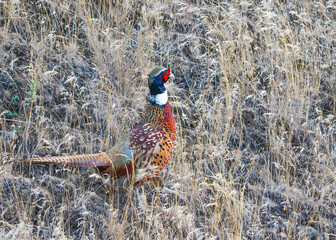 Fototapeta premium Wild, Male Ring necked Pheasant in Cheney, Washington