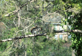 squirrel on tree branch