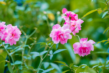 beautiful roses on blur background 