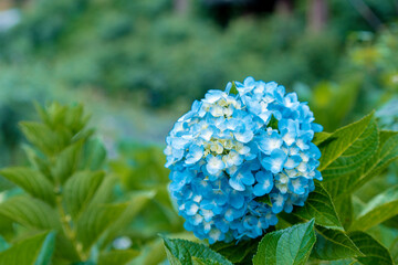 Beautiful hydrangea flowers in garden. Beautiful hydrangea flowering in early summer.
