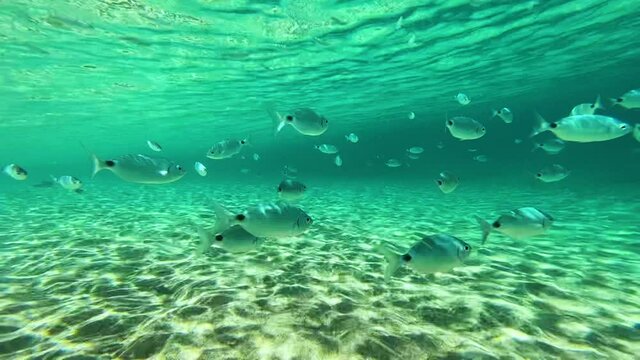 in the water with fish in Corsica
   the sea is turquoise blue