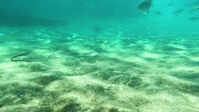 in the water with fish in Corsica
   the sea is turquoise blue