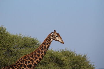 Photos taken in Marakele National Park, South Africa.