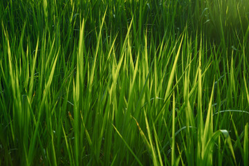 Fototapeta na wymiar Beautiful field view, Grass field