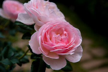 macro shot of beautiful pink rose flower. floral background