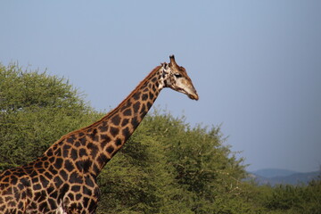 Naklejka na ściany i meble Photos taken in Marakele National Park, South Africa.