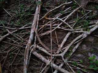 Creeping fig plant leaves, roots of a tree