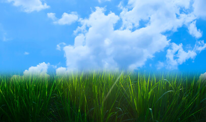 Obraz na płótnie Canvas Green meadow and blue sky