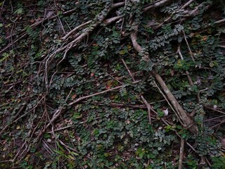 Creeping fig plant leaves, roots of a tree