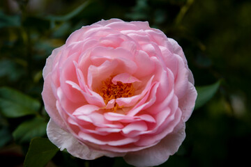 beautiful roses on blur background 