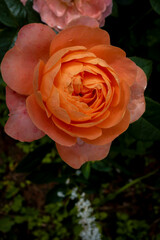 macro shot of beautiful  color rose flower. floral background