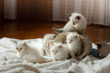 fluffy kittens on white in a plaid. Bicolor Rag Doll Cat at home