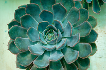 Top view of light green succulent flowering plant