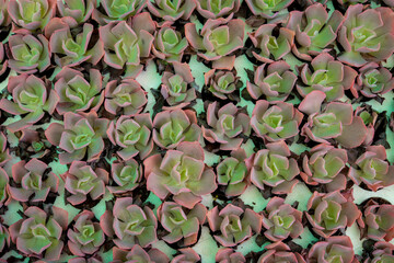 Top view of light green succulent flowering plant
