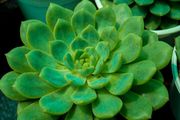 Top view of light green succulent flowering plant