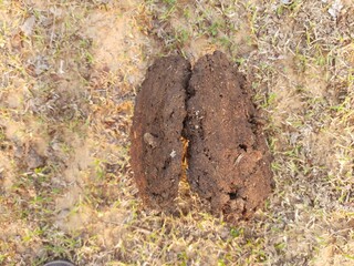 Cow Dung Cakes or gobar upla used as fuel for making food in villages of india. Cow dung is also used in Hindu religious fire yajna as an important ingredient. hand made cow dung cakes. dried cow dung