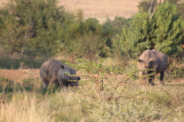 Obraz premium Photos taken in Pilanesberg National Park, South Africa.