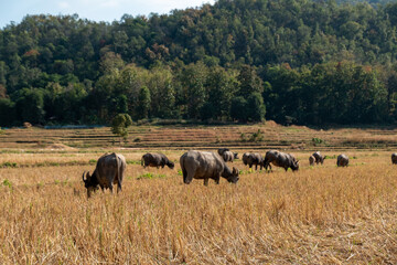 Buffalo in North of Thailand.