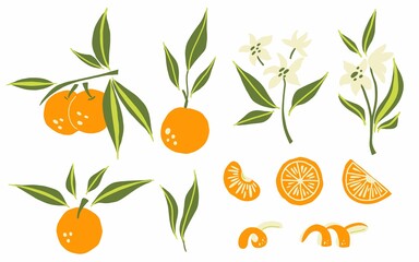Oranges set. Exotic tropical orange citrus fresh fruit, whole juicy tangerine with green leaves and flowers, slice and orange peel, vector cartoon minimalistic style isolated illustration