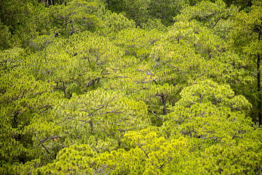 Aerial view of Pine forest at Da Lat city Viet Nam