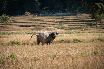 Buffalo in North of Thailand.